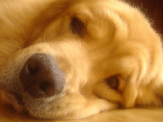 Es tal vez el perro más noble que conozco. Es tal vez el perro más noble que conozco.